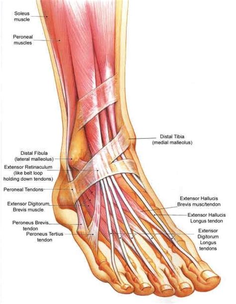 Muscles Of The Foot Dorsal Plantar Teachmeanatomy Hot Sex Picture