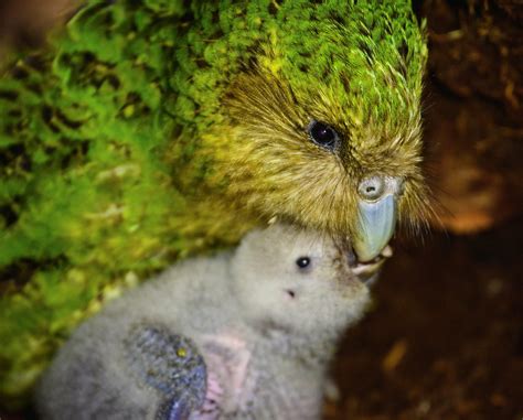 New Zealands Endangered Kakapo Parrot Gets A Big Population Boost