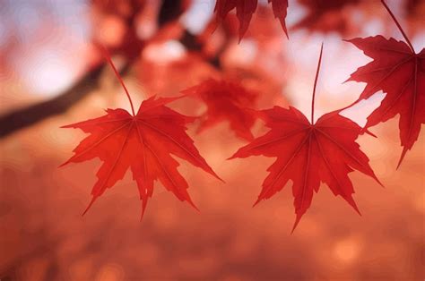 Premium Photo Red Maple Leaves On The Branches