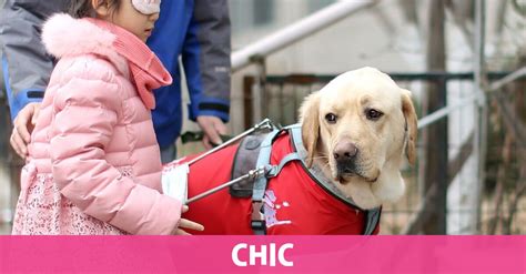 Perros Para Niños Con Autismo Mascotas Chic