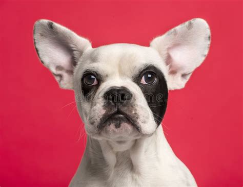 Close Up Of A French Bulldog Puppy 6 Months Old Stock Photo Image