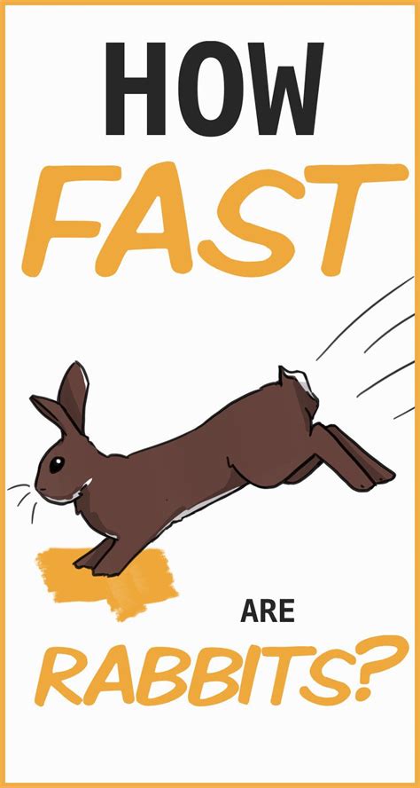How Fast Do Rabbits Run Howdozf