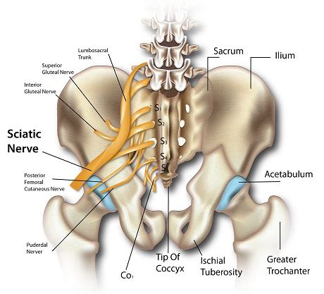 The extrinsic muscles that are associated with upper extremity and shoulder movement, and the intrinsic muscles that deal with movements of the vertebral several small muscles in the cervical area of the vertebral column are also important. Sciatica - Causes, Symptoms and Treatment | SportNova UK