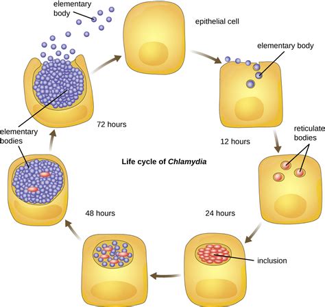 42 Proteobacteria Biology Libretexts