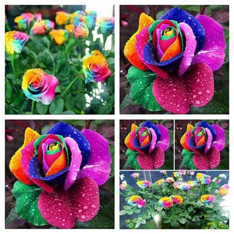 Dealglad 1000pcs Beautiful Rainbow Rose Seeds Multi Colored Rose Seeds