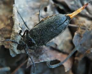 Large Black Beetle With Appendage Prionus Laticollis Bugguidenet