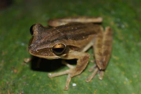 Banana Tree Frog Polypedates Leucomystax Found Next To T Flickr
