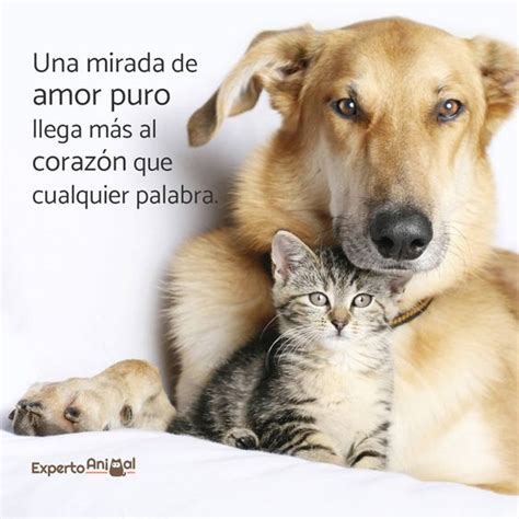 Frases De Amor Para Mascotas Cortas Y Largas Para Perros Y Gatos