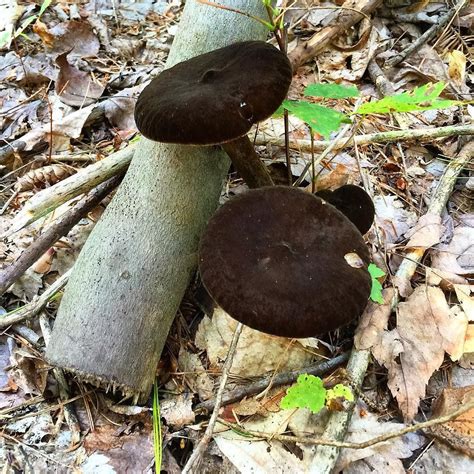 Bearywishes On Instagram “black Mushrooms Velvety Mushroom