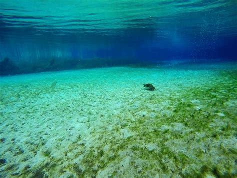 (gso) piedmont triad uluslararası havalimanı yakınlarındaki oteller. rainbowriverturtle | Rainbow River State Park Swimming ...