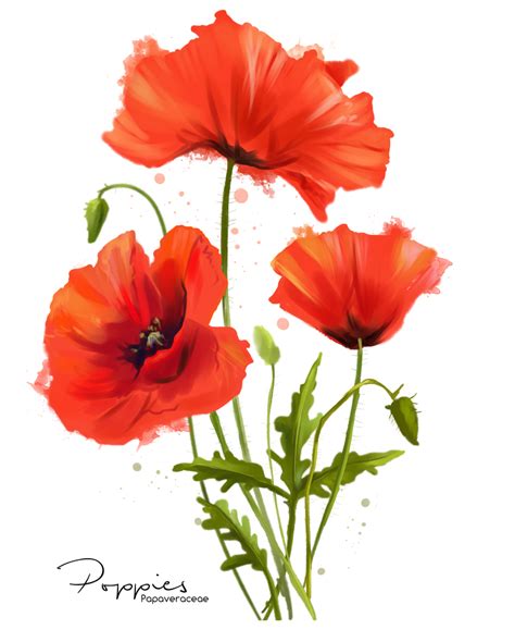 My Flowers Poppies Watercolor Painting By