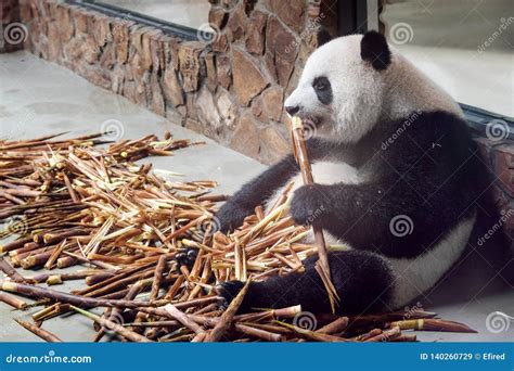 Cute Giant Panda Eating Bamboo Stock Image Image Of Nature Black