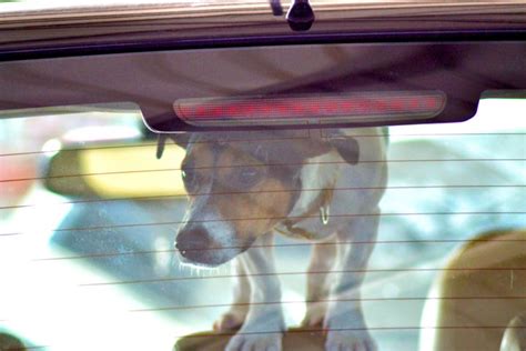New Law Allows Californians To Rescue Pets From Hot Cars Huffpost