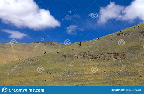Grazing Alpine Pastures Under Blue Skis And White Clouds Stock Photo