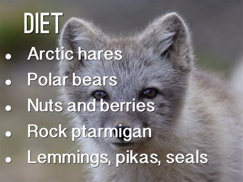 Arctic Foxes Eating Berries Arctic Fox Wild Republic When Food Is