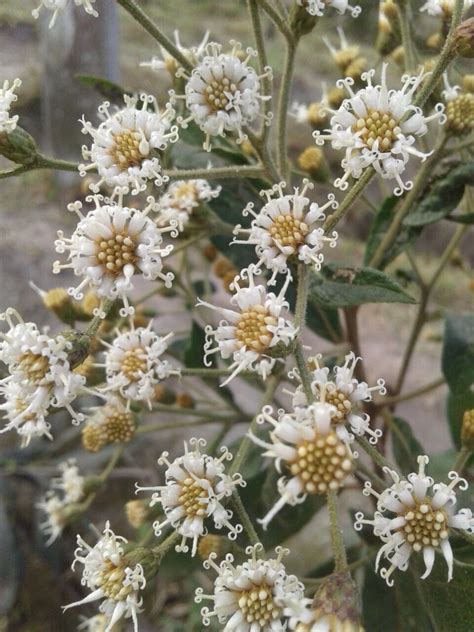 Pin by Daise H on Healing flowers | Healing flowers, Plants, Beautiful