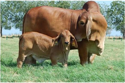 The florida brahman association (fba) is the official organization of brahman producers in the state of florida, u.s.a. Beef Cattle Discovery - Breeds - Brahman | Animal & Food ...