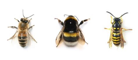 First bumble bee removal might be my last. Is it a honeybee, a bumblebee or a wasp?! — Beeloved