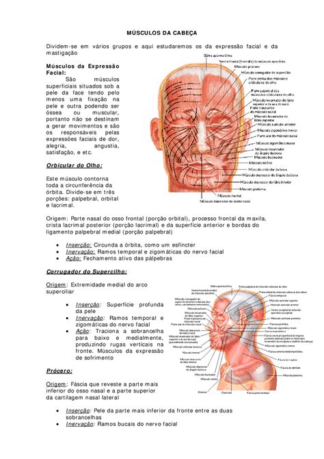 Os Músculos Da Cabeça Esquema Geral Resumo De Anatomia Médica Docsity