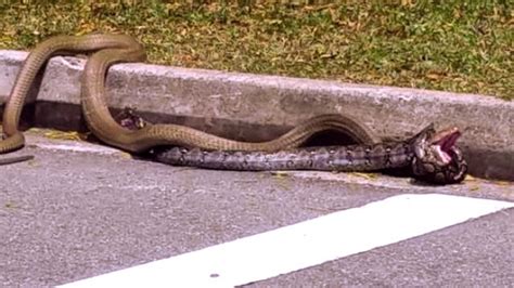 A King Cobra And A Python Face Off In The Ultimate Street Fight