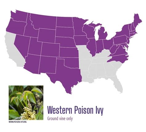 Everything You Need To Know About Poison Ivy News Des Moines University