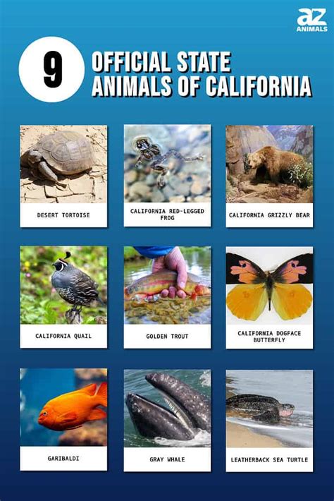 Discover The 9 Official State Animals Of California A Z Animals