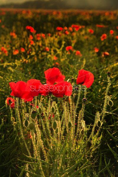 Poppy Fields Photos And Pictures Prints And Canvas Of Poppy Fields