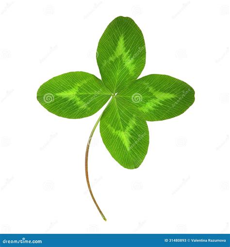 Four Leaf Green Clover Stock Image Image Of Four Satisfaction 31480893