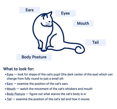 Cats Body Language Ino Pets Parents Network