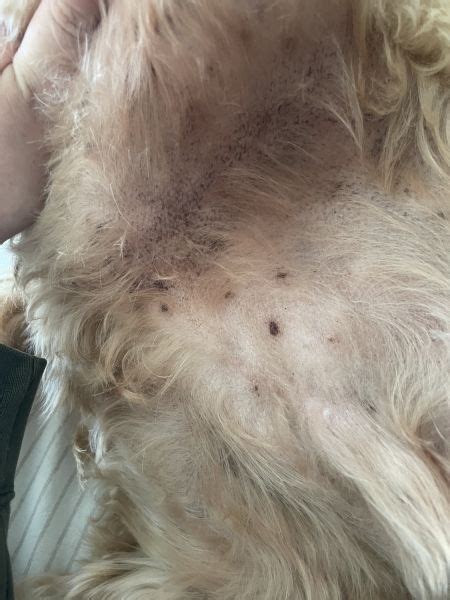 Brown Spots On Dogs Grointummy Vet Help Direct