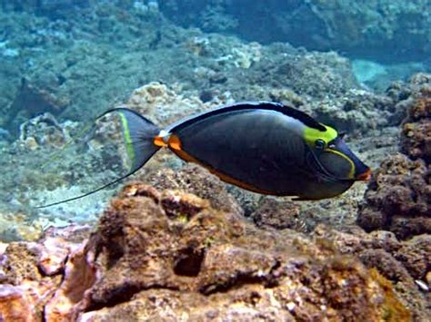 Hawaii Bottom Fish Species