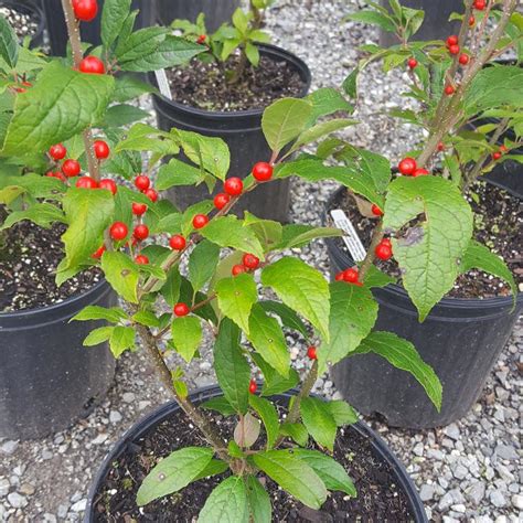 Winterberry Holly Ilex Verticillata Winter Red From Hillcrest Nursery