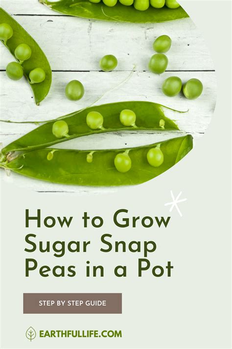 How To Grow Sugar Snap Peas In A Pot In 2021 Sugar Snap Peas Snap