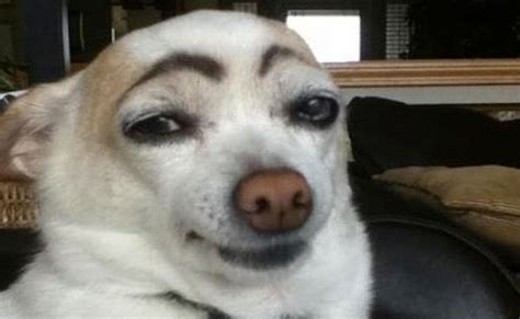 12 Hilarious Photos Of Dogs With Eyebrows The Wvb