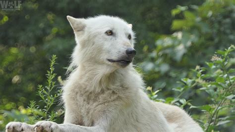 Emergency Action Needed To Stop The Killing Of Wedge Pack Wolves Wolf