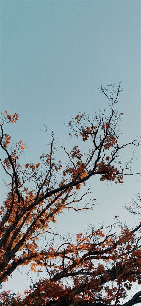 Iphone Autumn Wallpaper 015