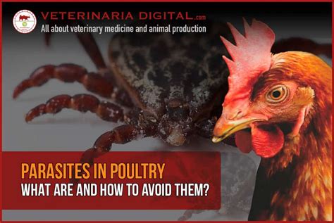 Parasites In Poultry What Are And How To Avoid Them