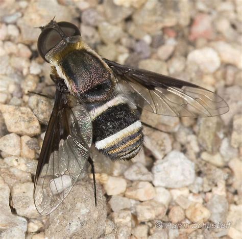Montosa Cyn Bee Fly From Az Gathering Hemipenthes Lepidota Bugguidenet