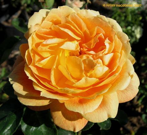 Plantfiles Pictures Hybrid Tea Rose Romantica Rose Jean Giono Rosa
