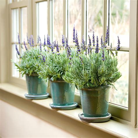 How To Care For Lavender Plant Indoors