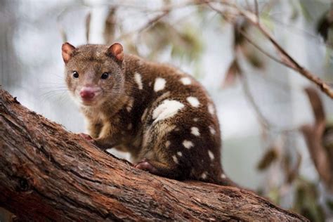 The Australian Quoll Is A Carnivorous Marsupial