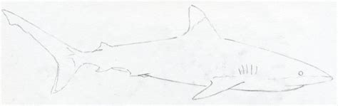 Without them, it will be hard to place the shark's, mouth, eyes, and. Draw Shark. Basic Tutorial.