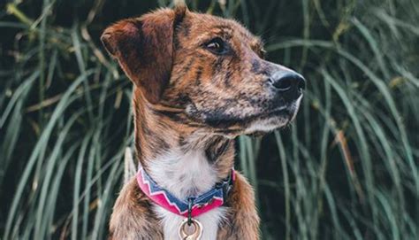 101 Great Ideas Of Dog Names For Brindle Puppies