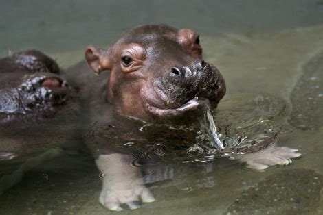 Watch the smart kid video to know about the size of the hippo's mouth. Baby Hippo Hits the Pool - ZooBorns