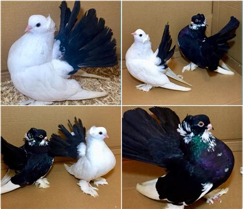 Quality Pair Of Siberian Omski Pigeons For Sale In Sheffield South