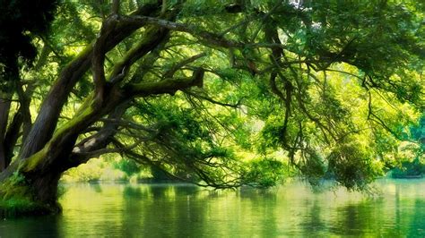 Landscape Nature River Macedonia Forest Green Water Trees Wallpaper And