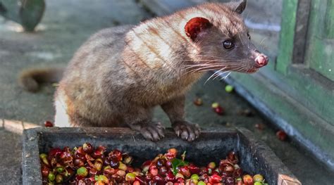 Civet Coffee The Dark Side Of The Worlds Most Expensive Coffee Falstaff