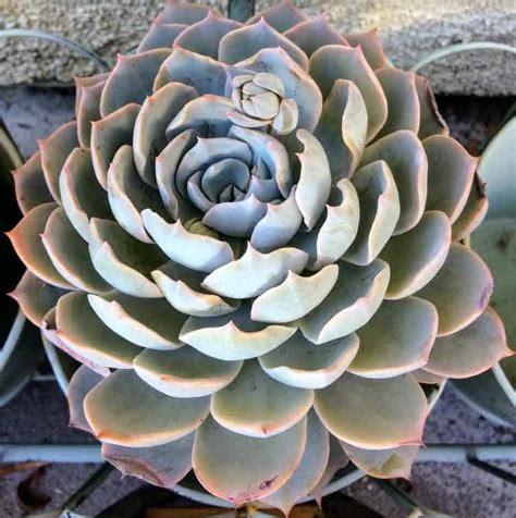 How To Grow And Propagate Echeverias Succulent Plant Care