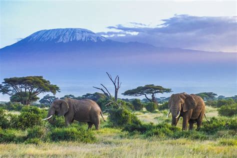 5 Surprising Facts About Kenyas Big Five Africa And Asia Venture