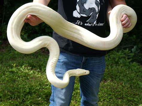 Albino Olive Python By New England Reptile Distributors Morphmarket